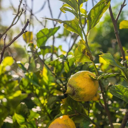 Lemon House - 400m From The - Wifi البوفيرا