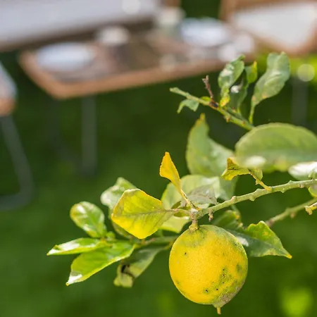 Lemon House - 400m From The - Wifi * البوفيرا