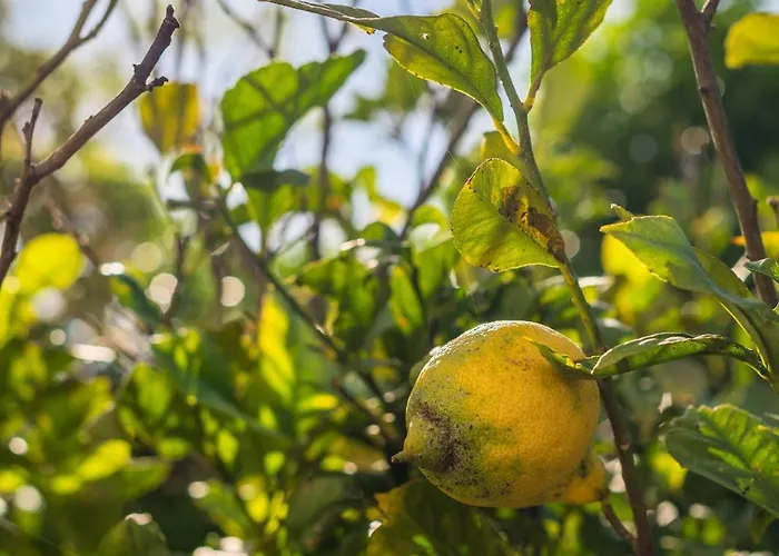 Lemon House - 400m From The - Wifi 알부페이라