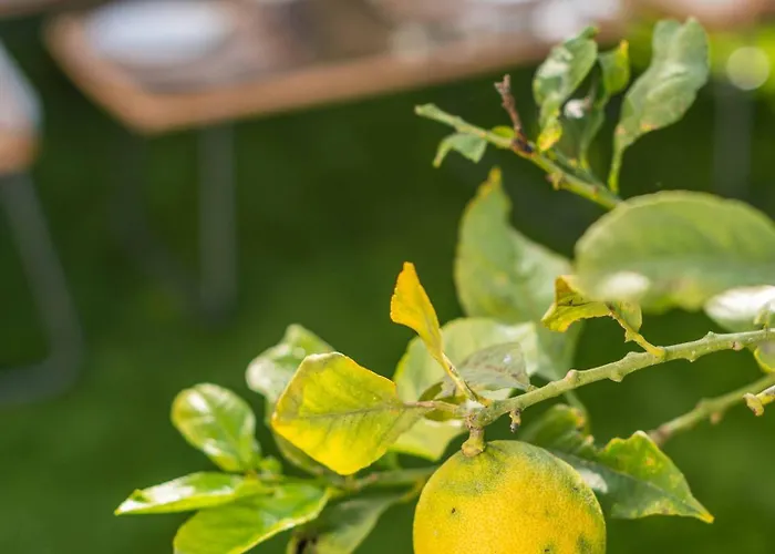 Lemon House - 400m From The - Wifi * 알부페이라